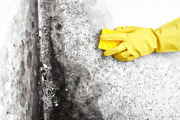 Best Mold Damage Repair  in Port Aransas, TX