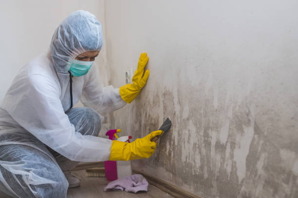 Mold Removal Process in Port Aransas, TX