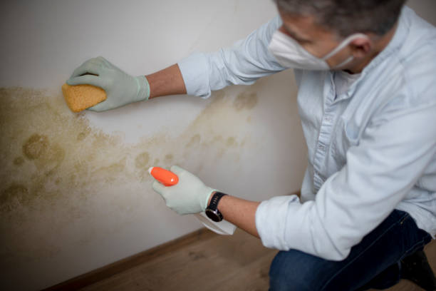 Best Black Mold Removal  in Port Aransas, TX