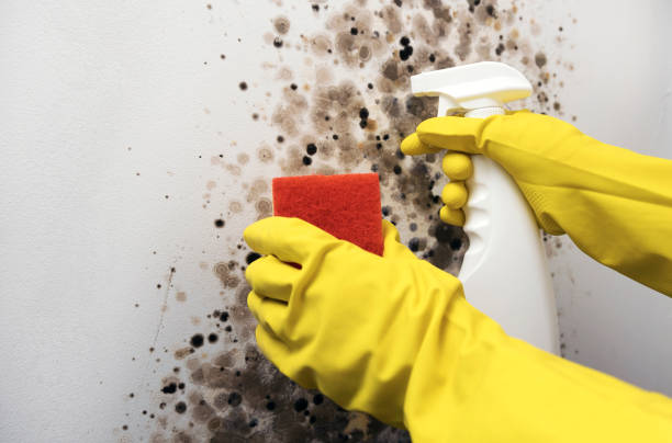 Best Mold Damage Repair  in Port Aransas, TX