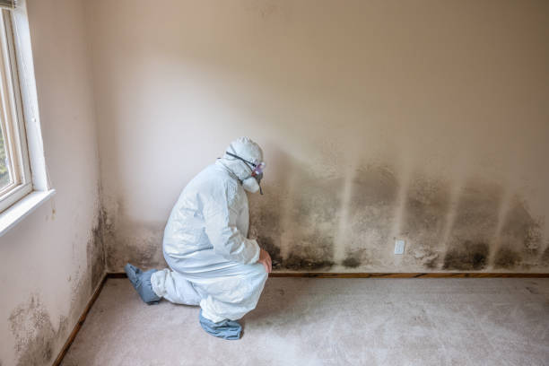 Best Mold Remediation  in Port Aransas, TX