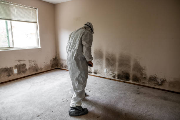 Best Local Mold Removal Service  in Port Aransas, TX